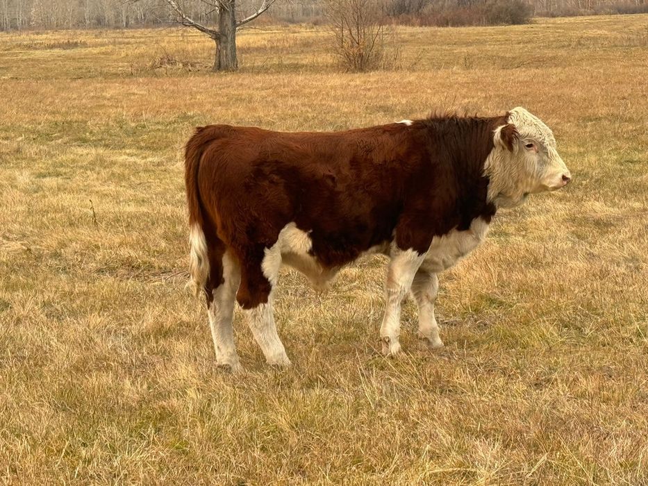 Продам бычка 1,5 годовалый