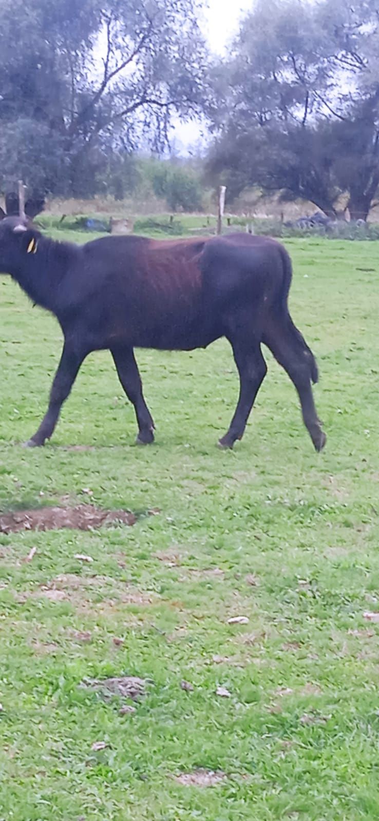 Viței de bivol 150-200 kg