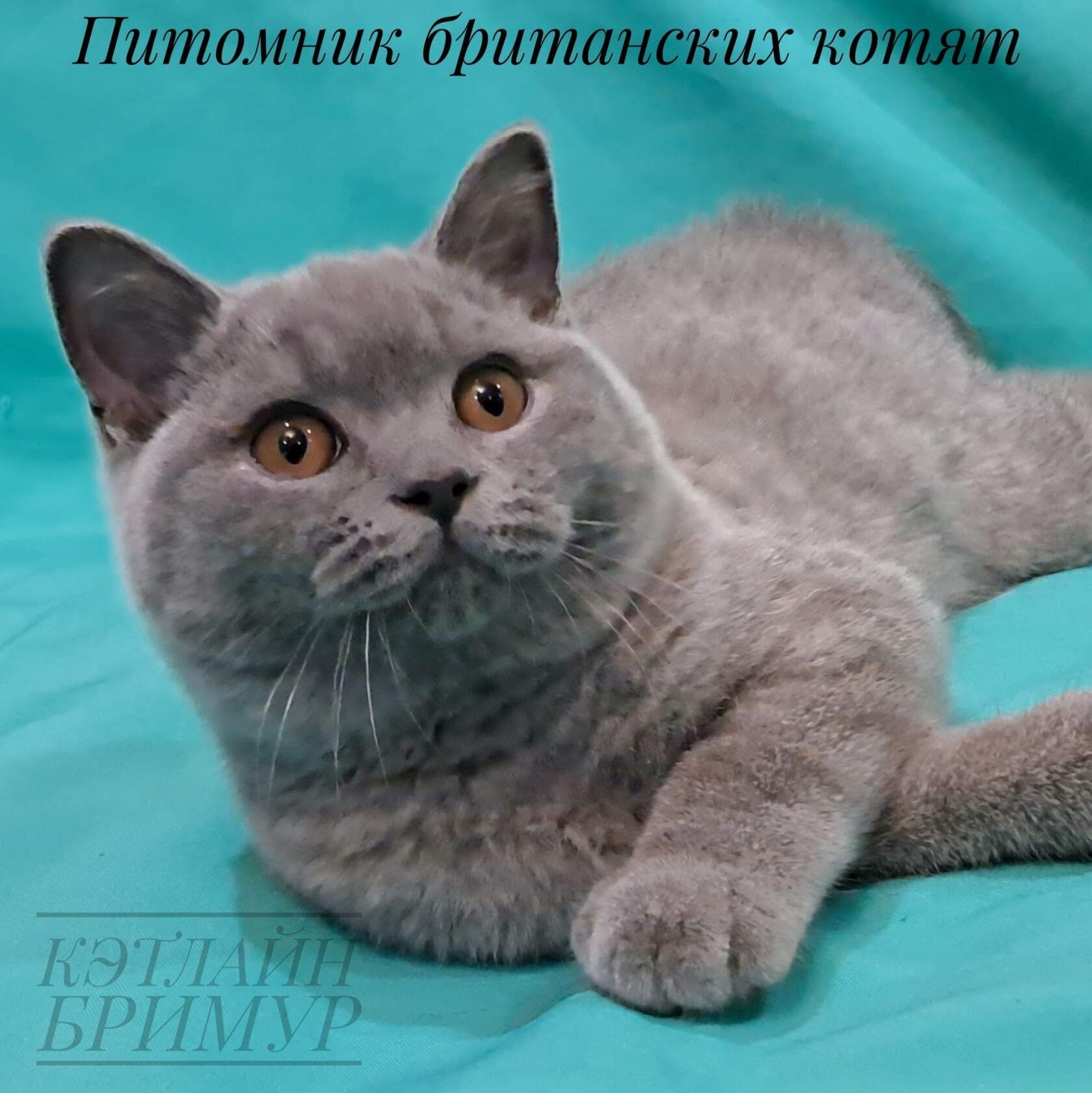 Настоящие Британские котята из питомника!