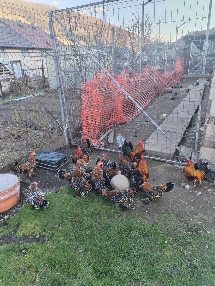 Oua pt incubat din rasa mii de flori porțelan