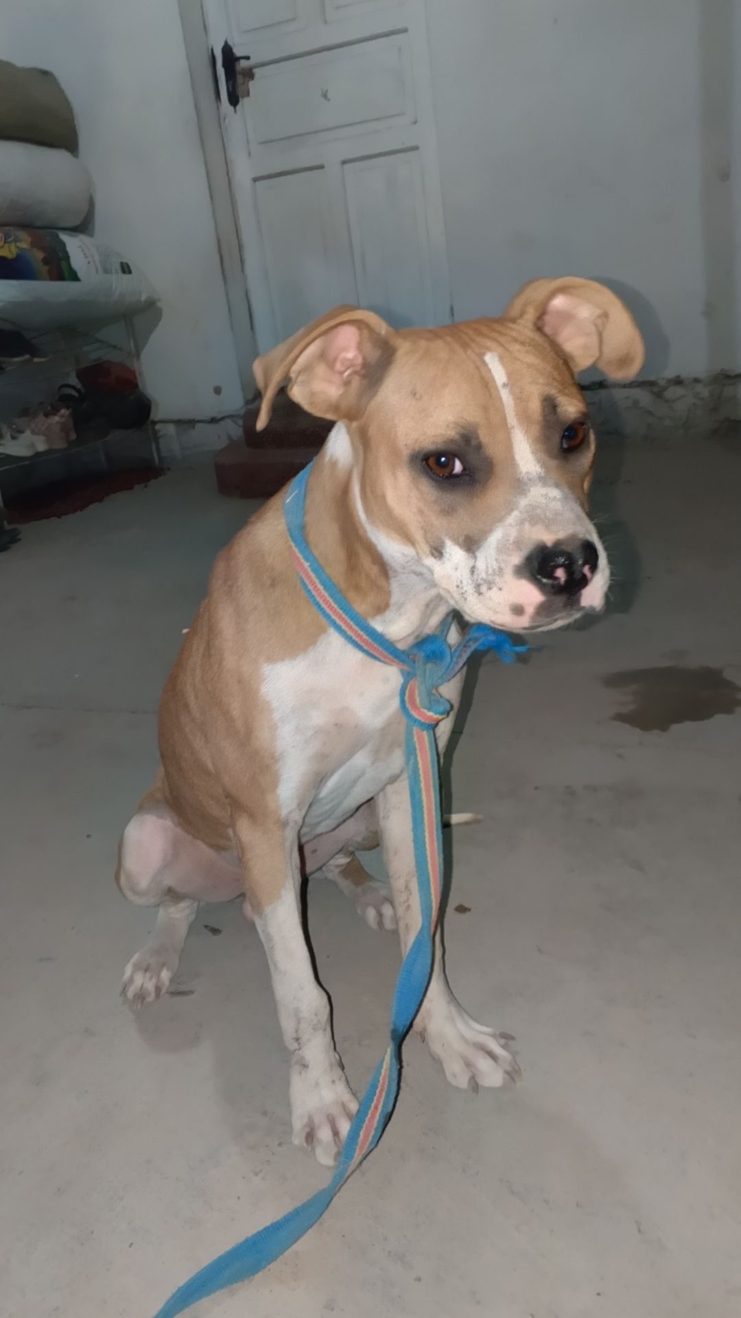 Pitbull sotiladi