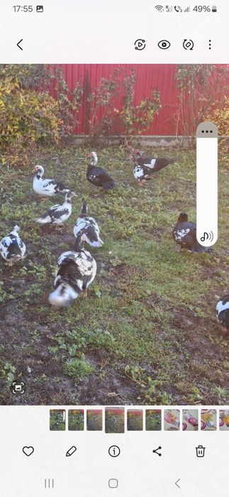 Vând rațe  mute ..