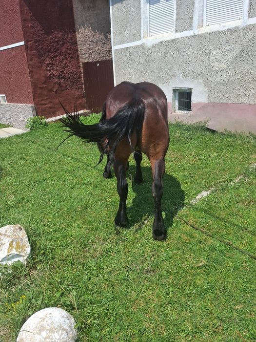iapă de 3 ani de vânzare