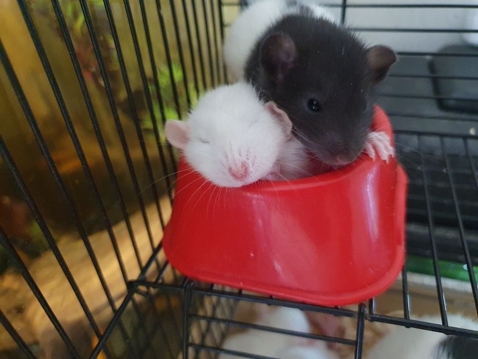 Крысята Дамбо!!!