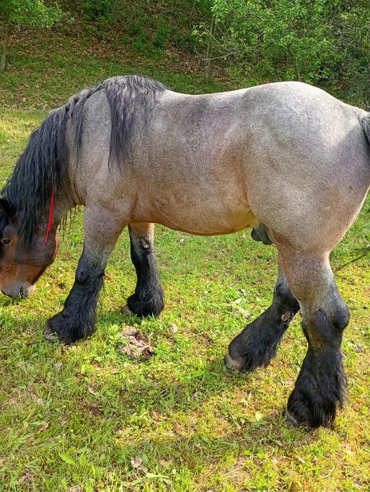 Vând sau schimb armăsar