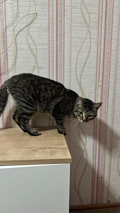 котик в добрые руки