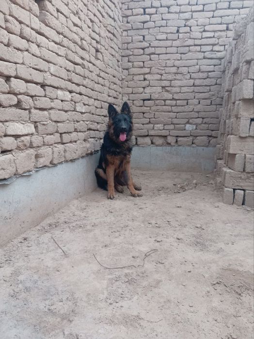 Немис афчаркаси сотилади жинси ургочи