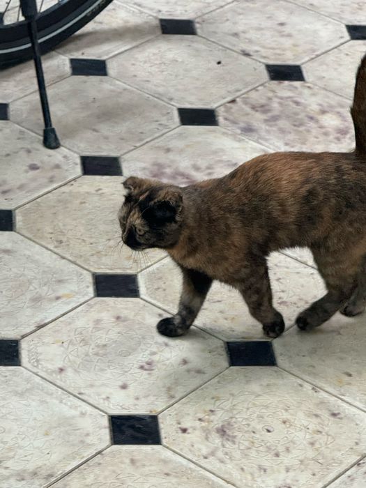 Mushuk bolasi 2 3 oylik