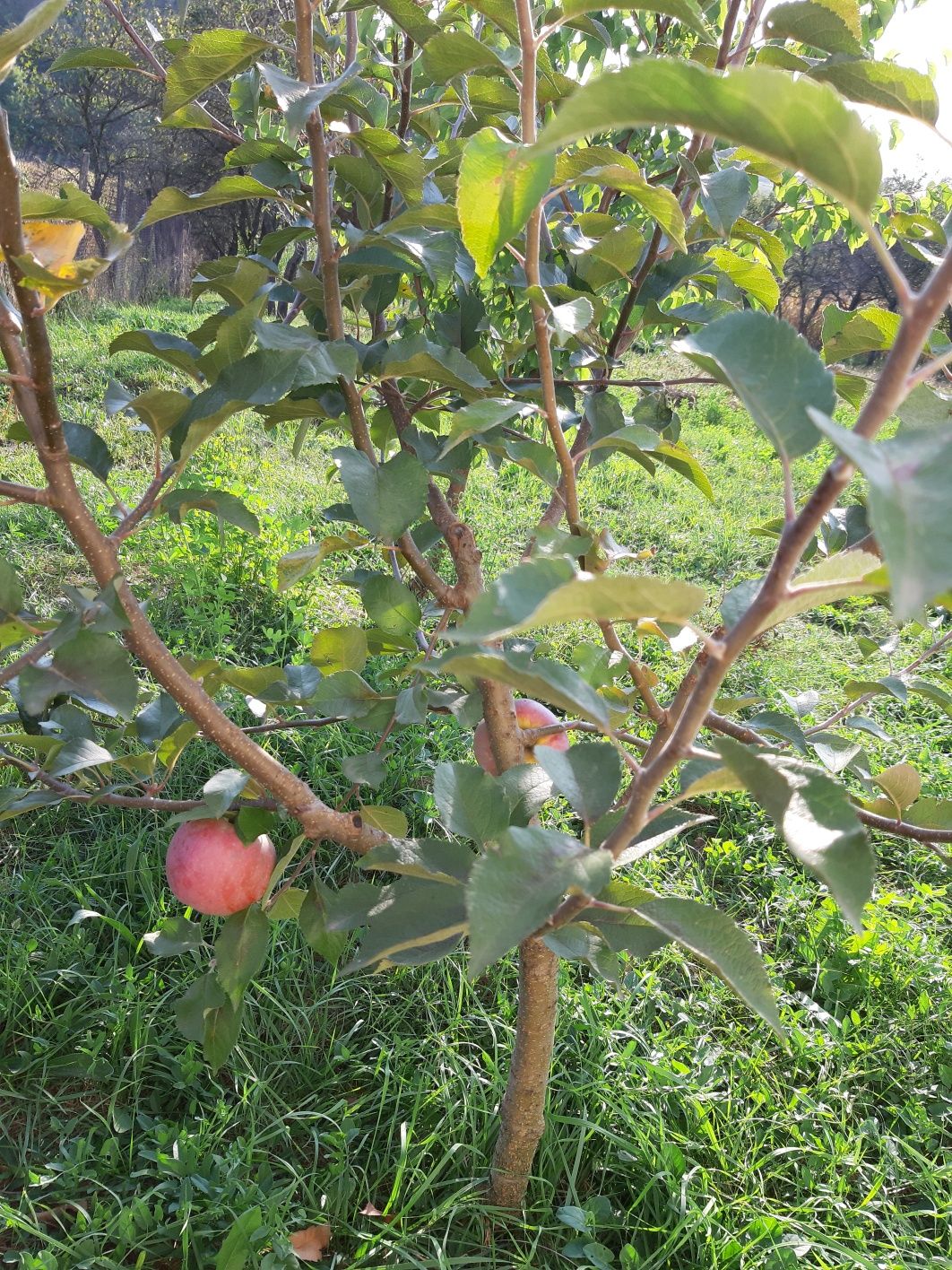 Nuci la 7 lei, pret pt. toata cantitate, pomi la 10 lei,pana la 15.10.