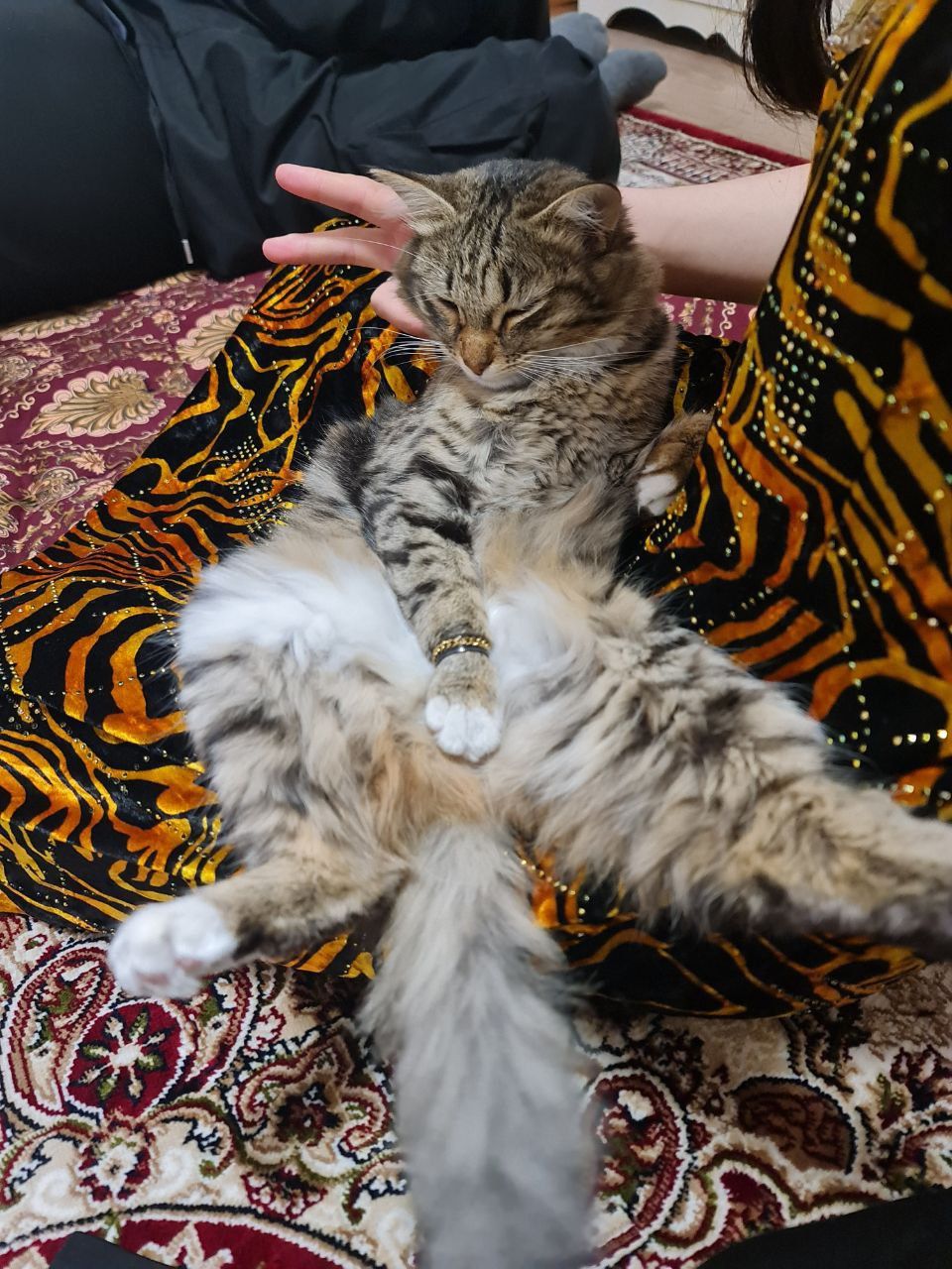 Mushuk hadiya beriladi