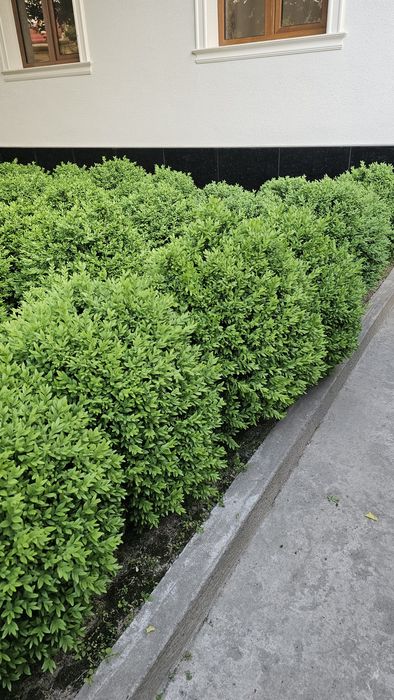 shamshodla sotiladi  95 000,  kelishtiriladi