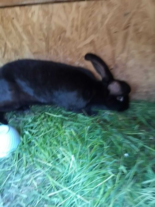 Vind iepuri fluture german