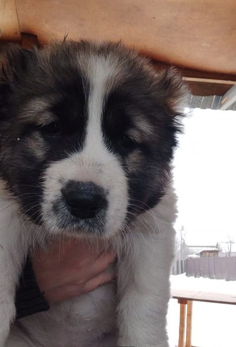 Продам щенков Алабая