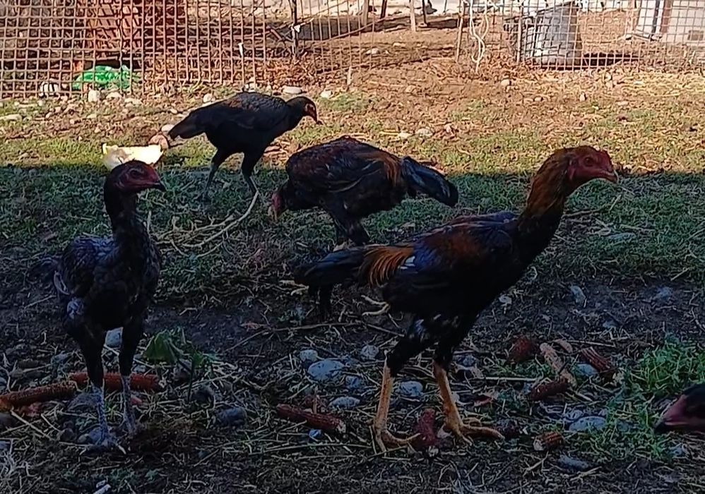 Дакан шөжелер сатылады 3 шт  июнь аяғында шыққан.  Қытай Ветнам .