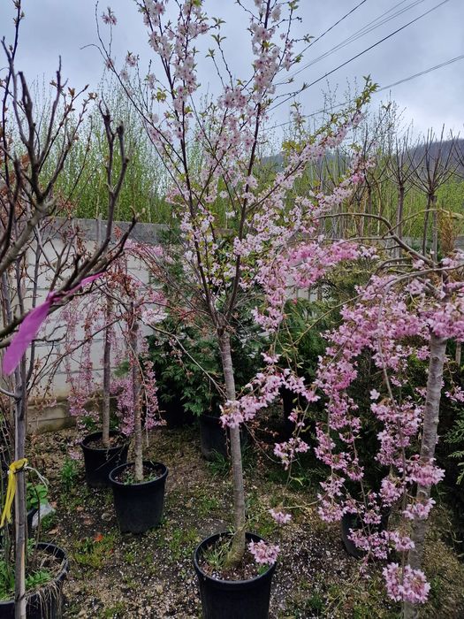 Cires japonez ( prunus serrulata kanzan ) copac cu flori roz, pendula