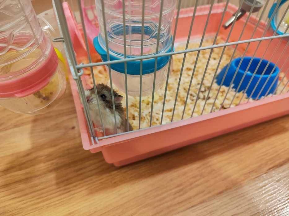 Хамстери и клетка
