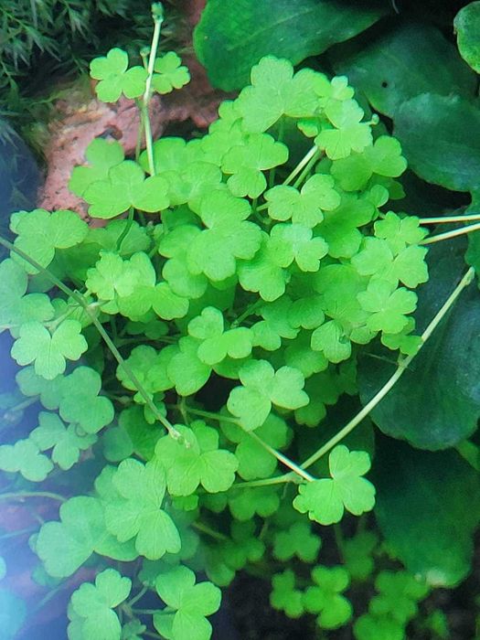 Acvarii, Creveti, Plante 50% REDUCERE