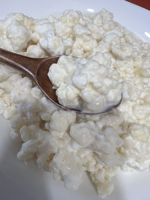 Ciupercă Kefir (Chefir) de Lapte – Pentru Kefir de Casă