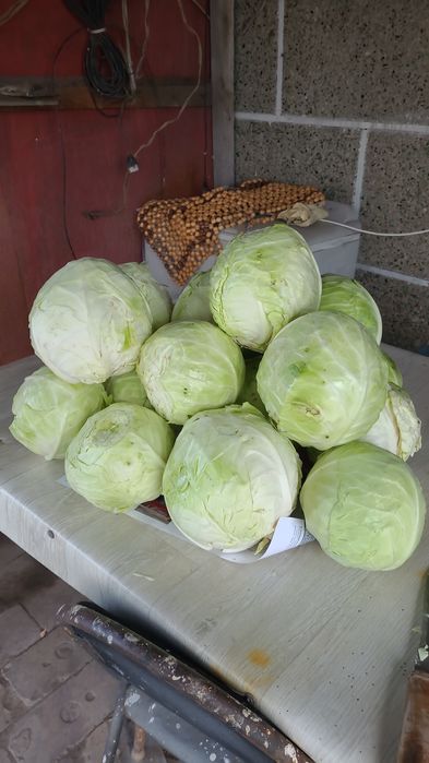 Продаю картофель, капусту, морковку