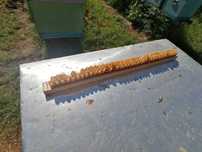 Laptisor de matca romanesc