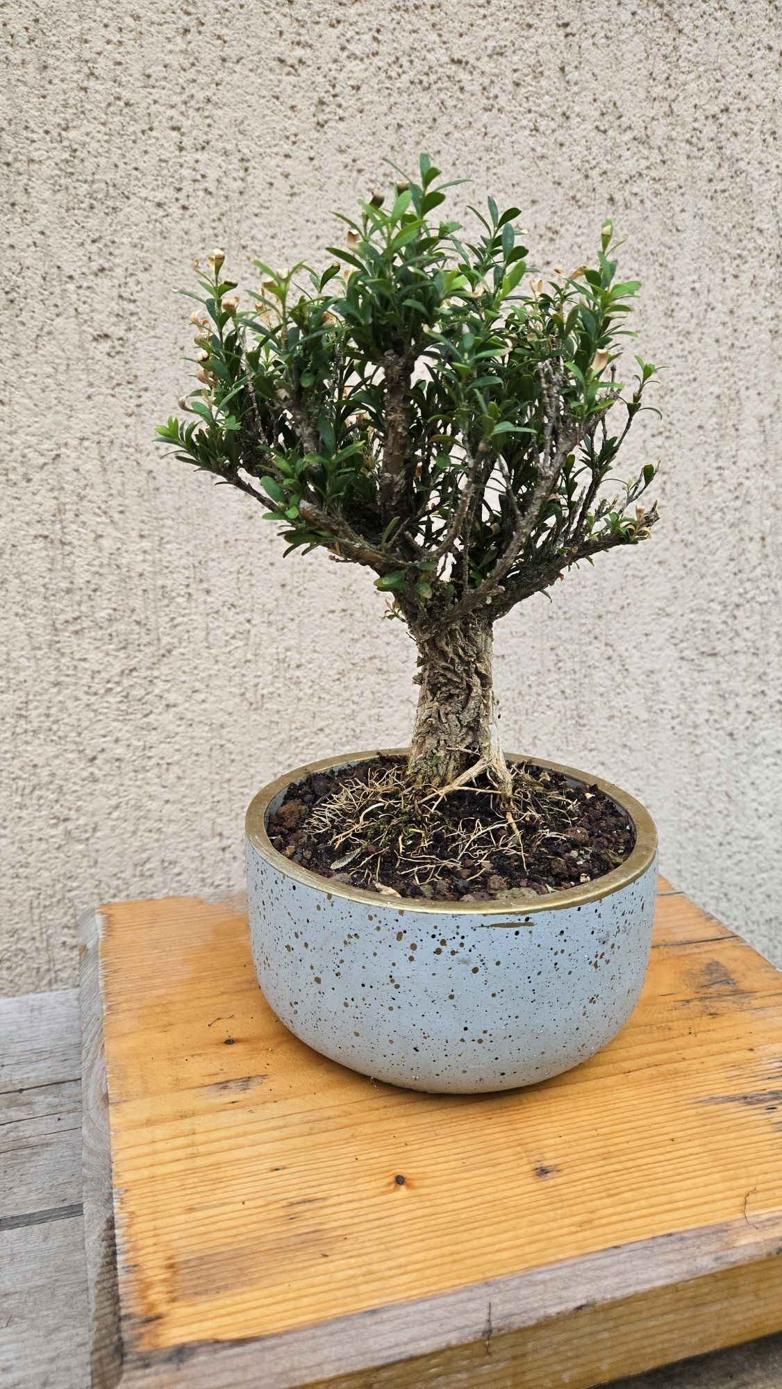 Bonsai Buxus in ghiveci ceramic.