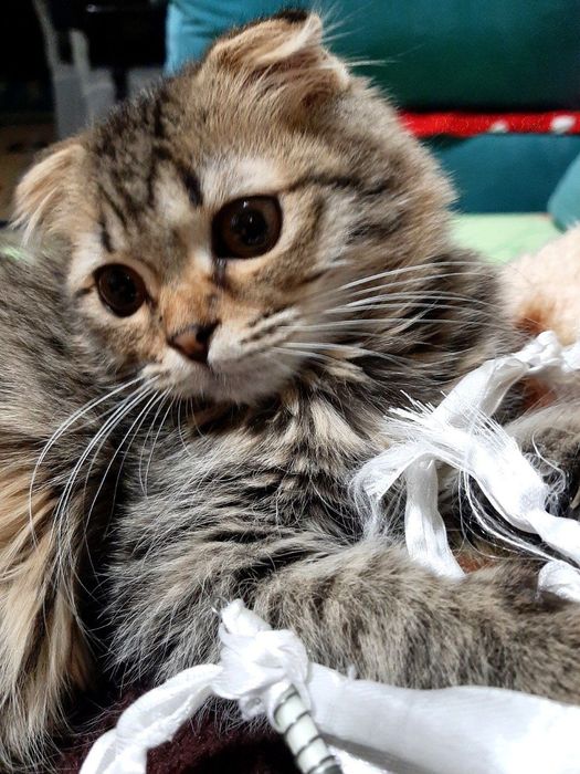 Скоттиш Мушук 6 ойли  қиз  сотилади