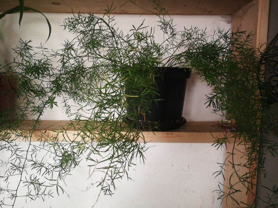 Schimb de plante de interior