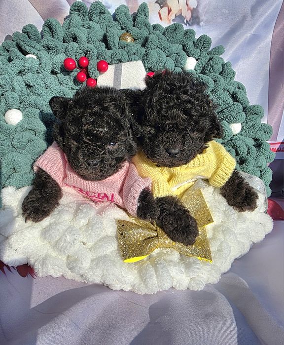 Пудел той сиви с документ за произход