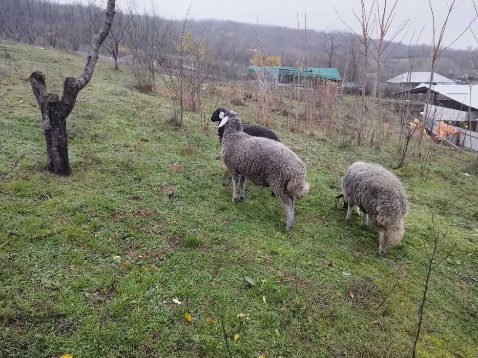 Vand 3 carlani karakol