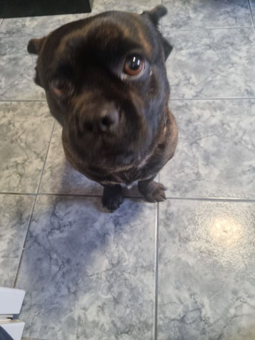 Dau spre adoptie catel in varsta de 2 sni jumate