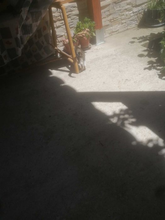 Donez pui pisicuta 1 luna salvat la țară- cautam stăpân iubitor