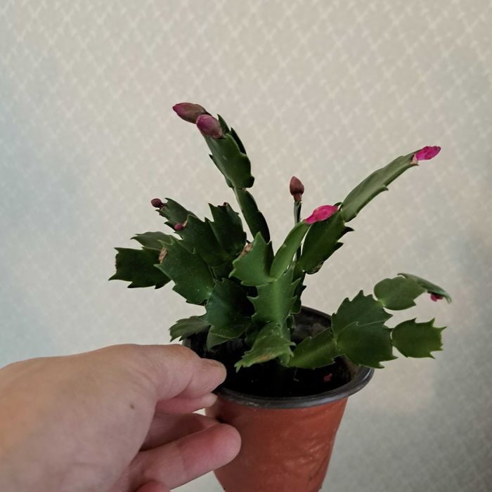 Шлюмбергер декабрист