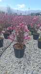 Magnolia,photinia Red Robin, artar japonez ,măslini, Camelia