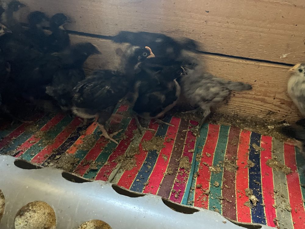 Vand 30 de pui de Australorp Negru!