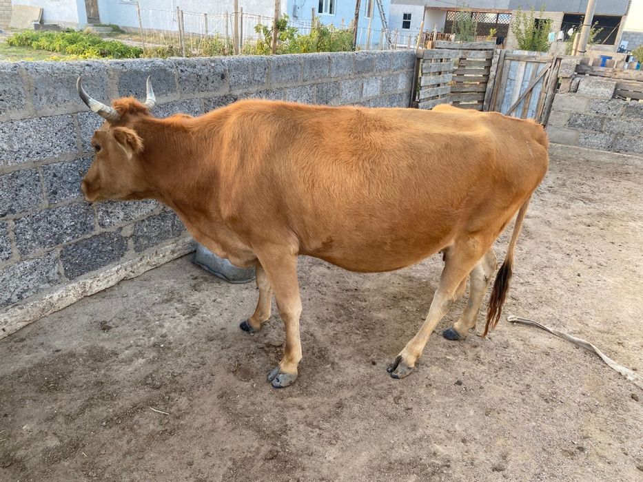 Продается КОРОВА (буаз)