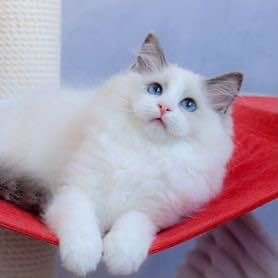 Продаются котята Рэгдолл