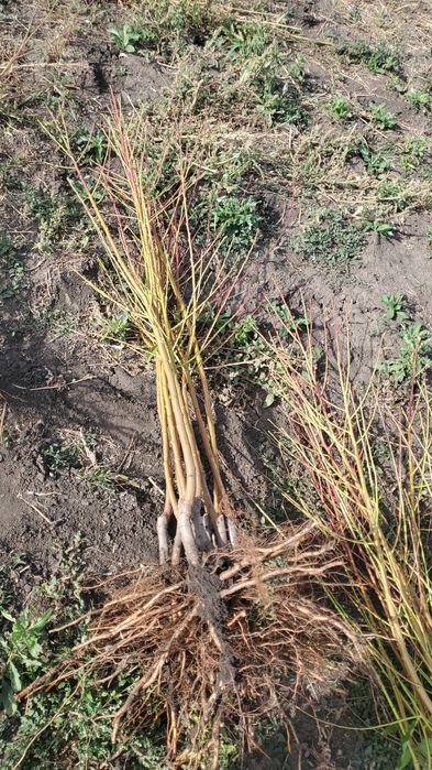 Pomi și vița de vie altoita