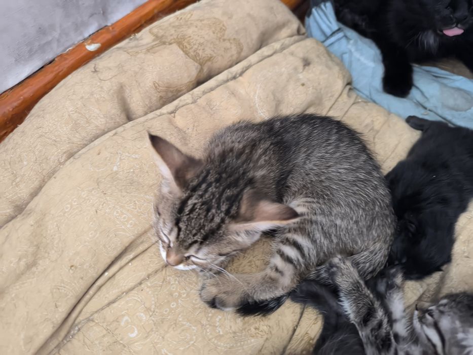 Отдаю котят домашних в добрые руки
