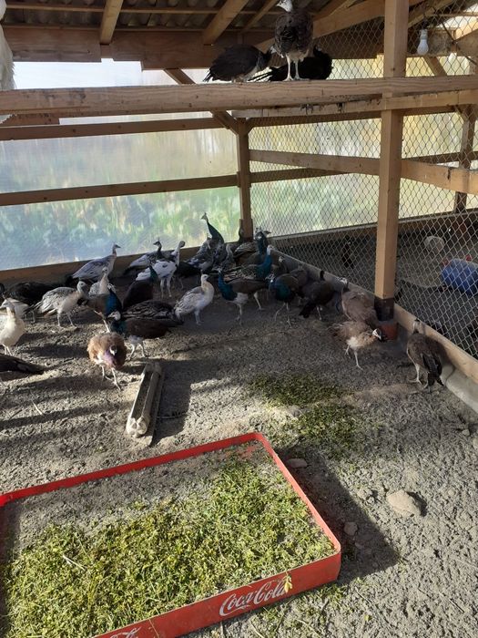 Vand pauni si fazani