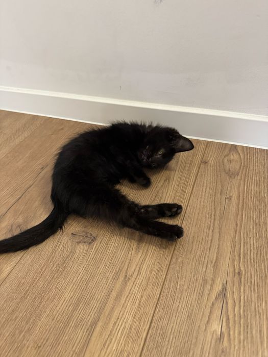 Черно бебе котенце