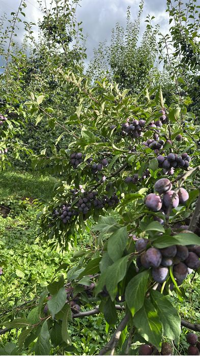 Prune pentru tuica sau consum
