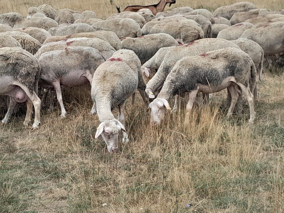 Oi lacune disponibile