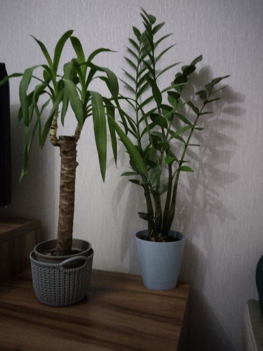 Комнатные растения