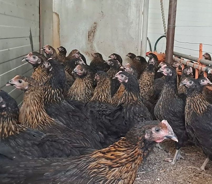 Ярки Супер Харко