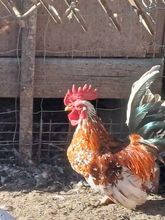Vând cocoșei pitici