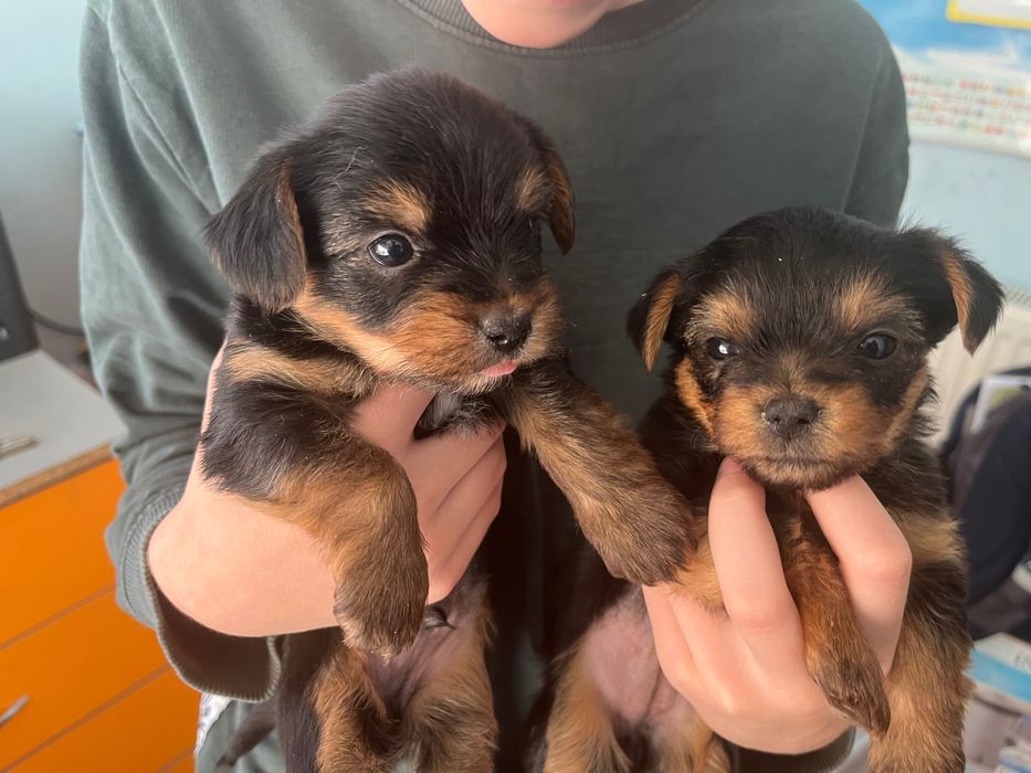 Свободни, момче и момиче, родени на 22.10.2025 г.