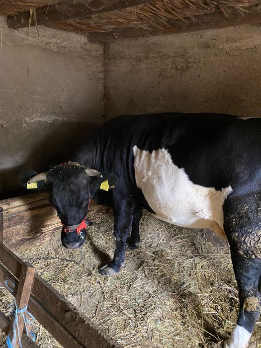 Vand vaca la prima fatare