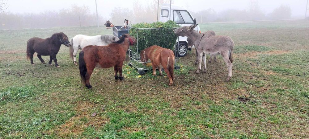 Vand măgar de 2 ani