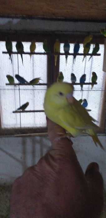 Vând papagali peruși și nimfe