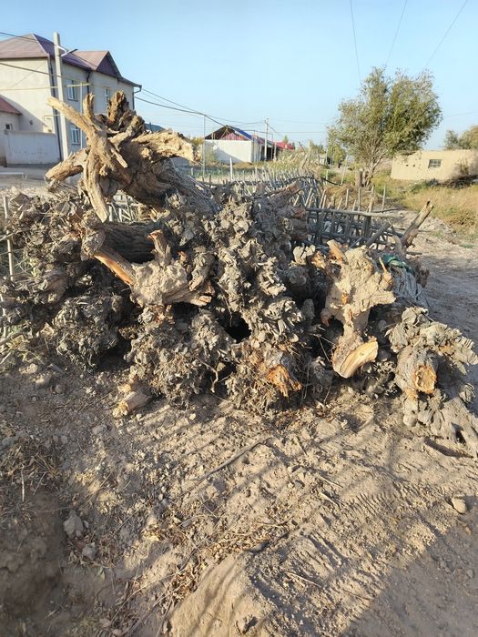 Ири отын сатылады